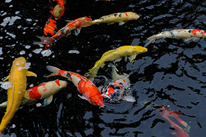 Upgrading your patio includes installing a water feature like a koi pond