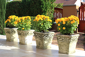Upgrading your patio includes installing a container garden