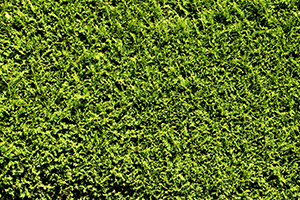 Upgrading your patio includes planting a privacy screen